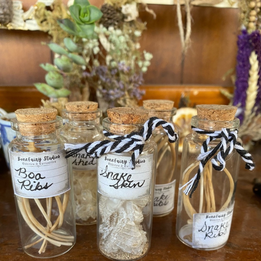 Oddity Glass Display Jars with Real Animal Bones  and Butterfly Wings
